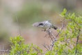 Eastern Orphean Warbler ÃÂ (Sylvia crassirostris)